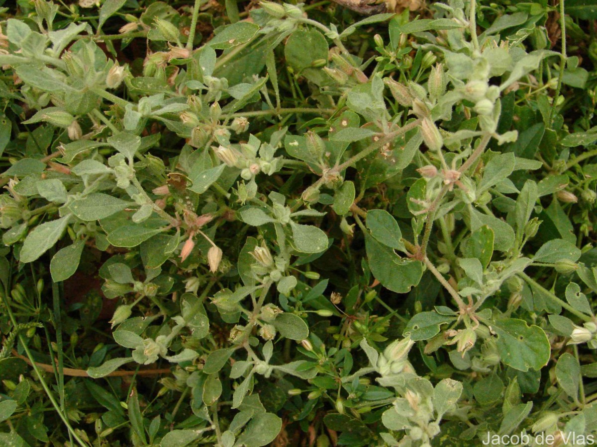Glinus lotoides L.